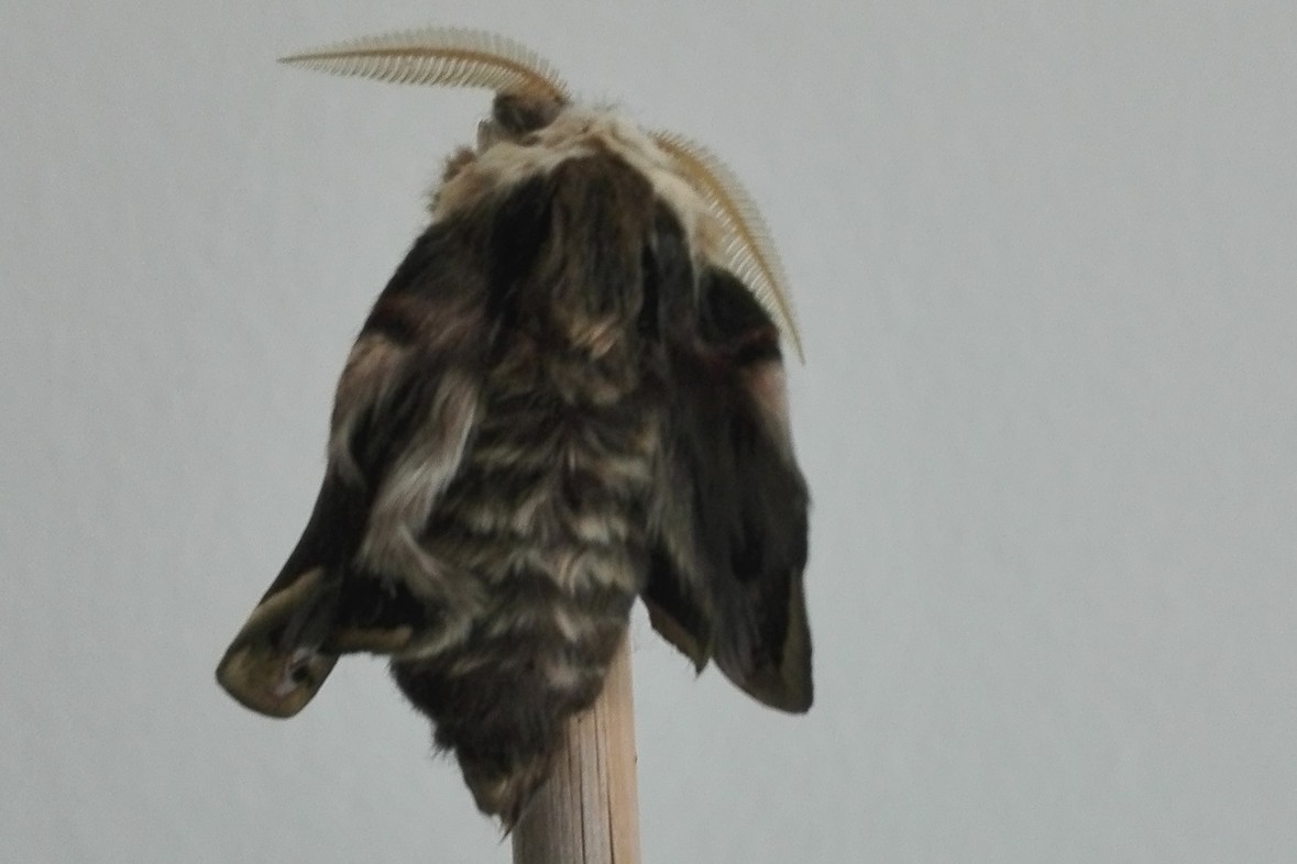 Ein frisch geschlüpfter Falter beginnt mit dem Entfalten der Flügel ©Kirchweger