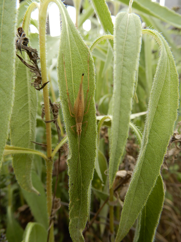 Weibchen auf Helianthus-Blatt 