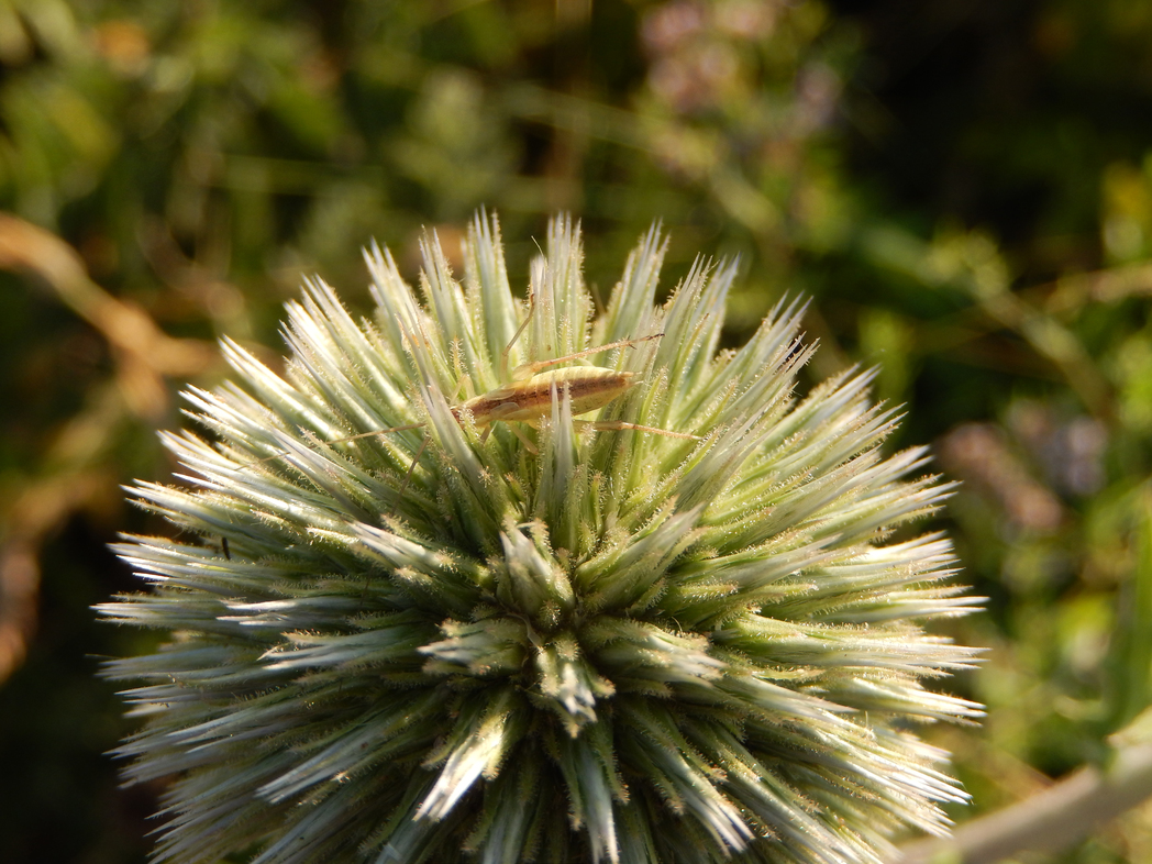 Weinhähnchen auf Kugeldistel; , Oecanthus pellucens