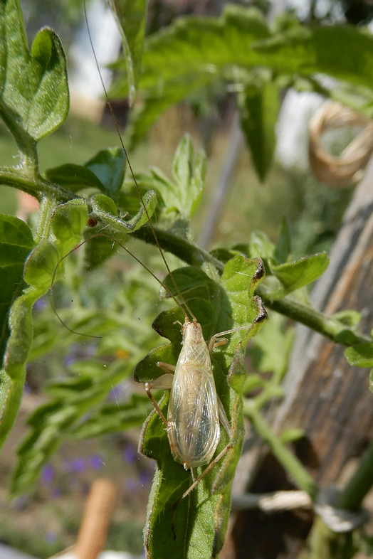 Weinhähnchen Männchen