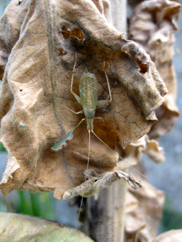 Weinhähnchen Männchen auf Herbstblatt