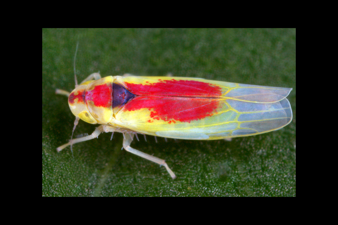 Zygina hypermaculata (Alpen-Johanniskrautzikade) Originalfoto: Gernot Kunz